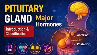 L3 I Pituitary Gland | Introduction & Classification | Major Hormones | NEET Biology