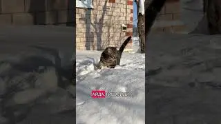 #cat #веселыекоты #кот #прикольныекоты #красиваякошка #котики #видосыоткота #милота #cute #animals