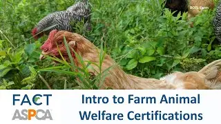 Intro to Farm Animal Welfare Certifications