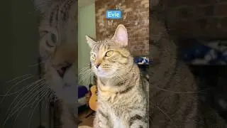 Eve #cat #cattok #catvideos
