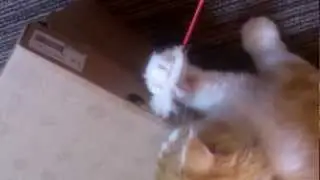 hako play