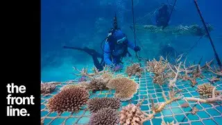 Uniting science and tourism to help protect the Reef