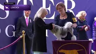 Lowchen | Breed Judging 2024
