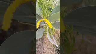 Beautiful Nature 😍 Travel ✨️ greenary 💓village status view #shortsfeed #nature#villagelife #trending