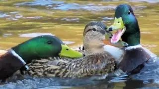 Mallard Ducks QUACKING ANGRY Fight to Mate with Female