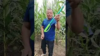 Rural Farmer with green farm in countryside #21293