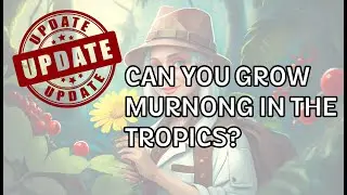 Garden Experiment Update - Can you grow Murnong and Pepperberries in the Tropics?