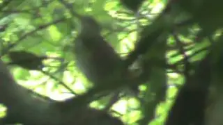 Gray-cheeked Thrush singing