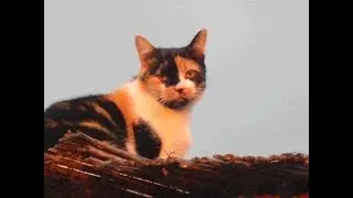 Meine Katze hat ... Beschwerden - Welche Globuli helfen?