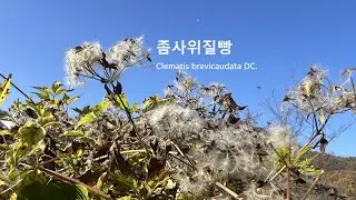 좀사위질빵 Clematis brevicaudata 연약해 잘 끊어지는 덩굴식물인 사위질빵과 비슷한 좀모란풀 Short plumous clematis 약명_위령선威靈仙 미나리아재비과
