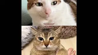 Vro vs Uncle Bao #shorts #edit #cat #vro #memes