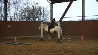 Horse & Dog Trail mit Tinker & Cavalier und Tinker & Aussie, welches Team war heute besser?