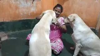 মিমি আর গুগলু মায়ের কথা শুনছে খাবার জন্য
