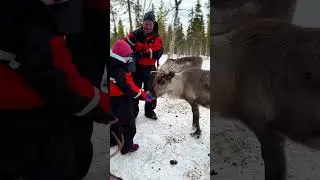 Meet the reindeer like a local in Levi Finland