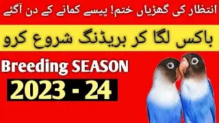 How to start love bird breeding season / 2023-24