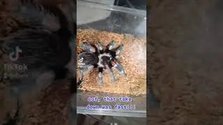 Her first super worm after a week of molting! #tarantula #feeding #exotic #tiktok #short #shorts
