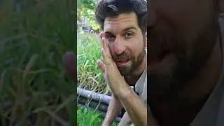 🧄 Harvesting vs Not Harvesting Garlic Scapes - Experiment Results!