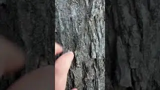 Aggressive Tree Tapping & Scratching 🌿 Deep Tingles 🍃#asmr #naturesounds #foryou