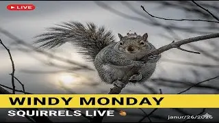 Relaxing Windy Monday with the Squirrels ☕