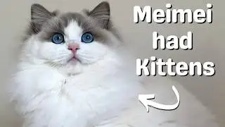 Ragdoll Cat Gives Birth to Ragdoll Kittens 🐱 So Cute