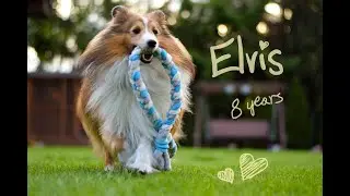 sheltie Elvis 8 years old! | Happy Birthday my friend!