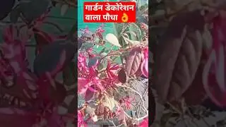 गार्डन को बनाऐं Attractive 🤗 Chinese Fringe Flower Plant/Loropletnum #shortsfeed #shorts