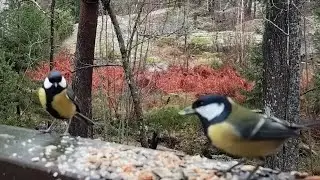 Great Tits, Blue Tits and Willow Tits 