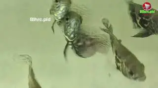 Beautiful Oscar Fish in My Aquarium 🐠 | Stunning Colors & Movements | BLHRC.PLD TECH 