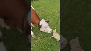 Funny Animals Vol. 9 | Animals Doing Things