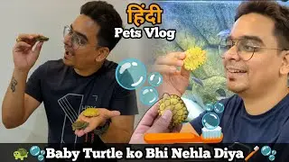 Aaj karenge baby Turtle ka shell clean  🐢🪥| Cleaning My Cute Baby Turtles Shell | pets vlog hindi