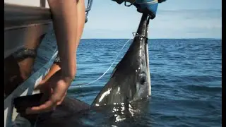 Landing a First Marlin