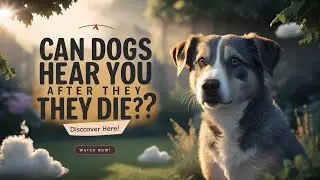 Can Dogs Hear You After They Die? | Pets Caring Hub