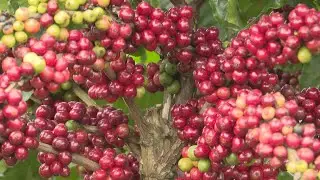 Vietnamese coffee producers focus on quality for sustainable export