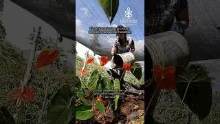 PARTE 1/4. Trasplante de anturios- sustrato #anthurium #anthuriumcare #sustainablefarmin #composting