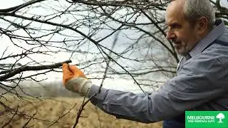 Tree Pruning Service Narre Warren, Melbourne