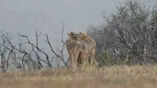coyote pups calling for mom 26JUL2022