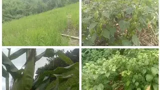 Tukum (2025) lou,Changlei, malcha lei ho chomcha vlog ana vekhom ute ole..