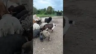 Редкий и самый большой ослик в мире#animals