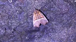 Herald moth  - Fife coastal path - Fife - 04/11/20