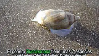 Buccinanops : Un caracol amenazado