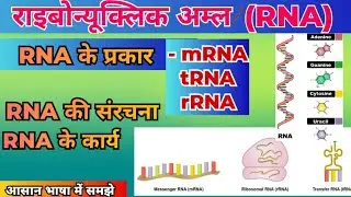 RNA (Ribonucleic Acid) in Hindi | Structure, Types & Functions of mRNA, tRNA, rRNA | what is RNA |