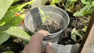 DIY Willow Twig Toothbrush Nature's Dental Optiion!