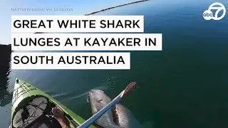 Great white shark lunges at kayaker in South Australia