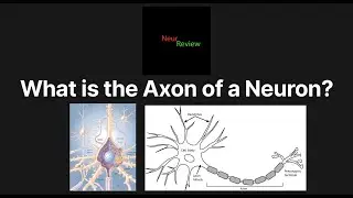 What is the Axon of a Neuron?