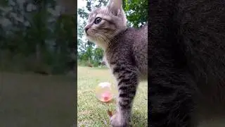 #meow#playingkitten#funnypets#cute#cat#youtubeshorts#shortsvideo