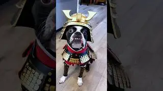 Samurai Dog 😱 #dogshorts