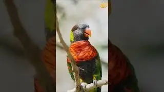 Happy Birds with nature | Essence of Relaxation 67