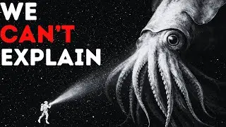 Why Antarctic Waters Create Giant Sea Creatures