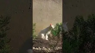 #villagecat #cat #song