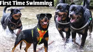 Rottweiler Dog Swimming Funny Dogs Video Simple Animals Life #61